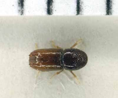 {Adult of Pityogenes chalcographus}