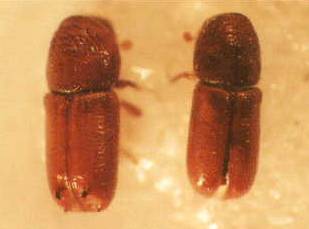 {Adult of Pityogenes quadridens}