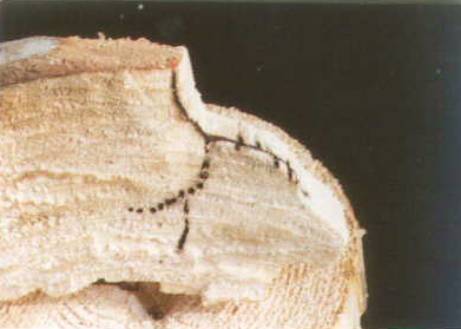 {Galleries of Trypodendron lineatus}
