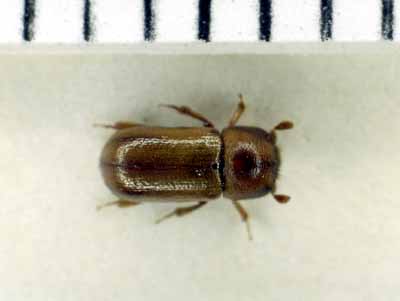 {Adults of Trypodendron lineatus}