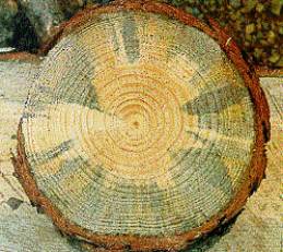 {Adult and egg galleries of Ips sexdentatus at Pinus nigra}