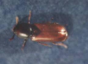 Paraphloeus fraxini