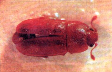 {Adult of Epuraea sp.}