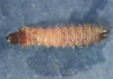 {Larva of Thanasimus formicarius}