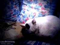 catdreaming