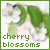 Sakura Bloosom Fan