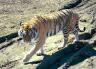 Siberian tiger