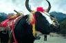 Jade Dragon Snow Mtn yak