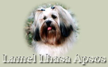 Lamel Lhasa Apsos