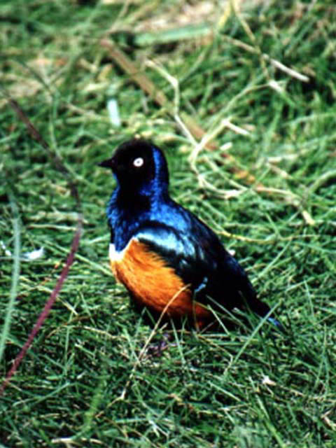 Bird1