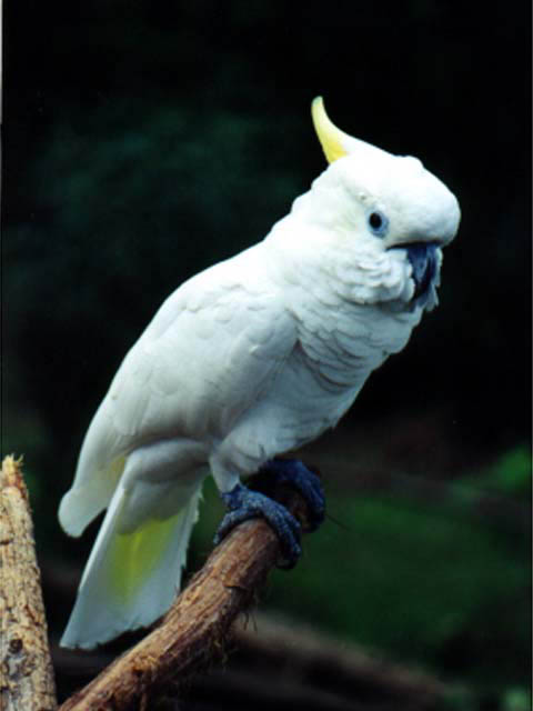 Bird2