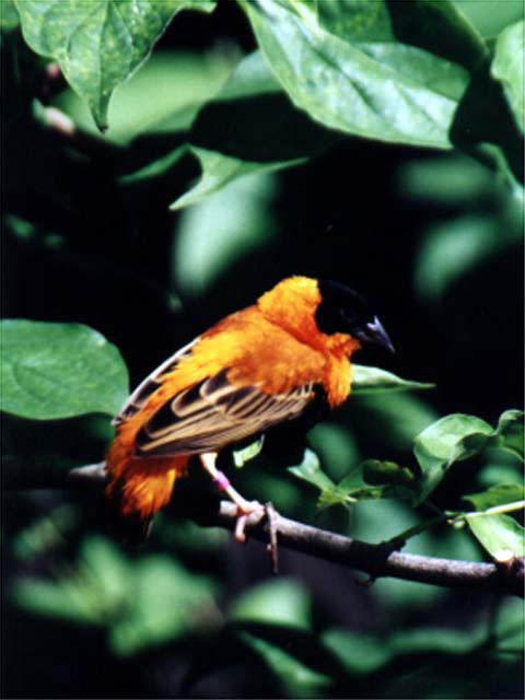 Bird4