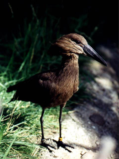 Bird5