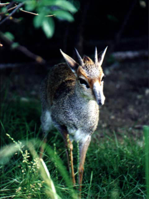 Deer