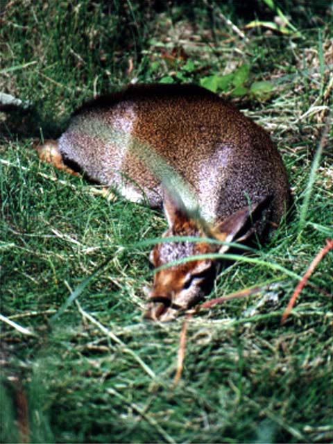 Deer2