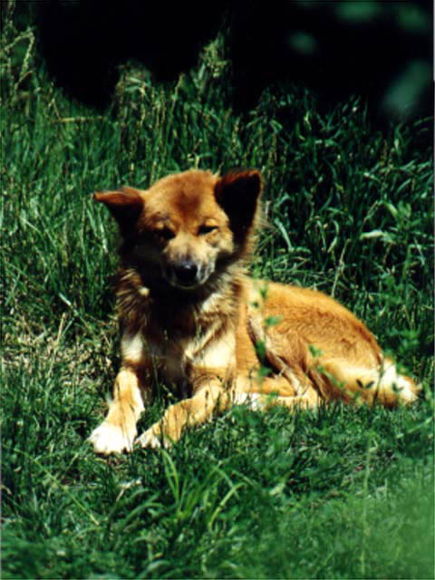 Dingo