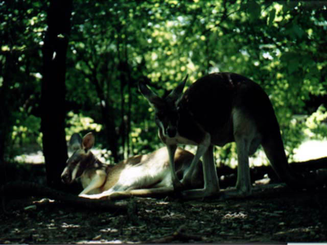 kangaroos1