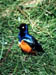 Bird1