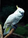 Bird2