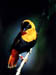 Bird3