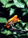 Bird4