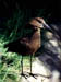 Bird5