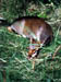 Deer2