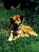 Dingo