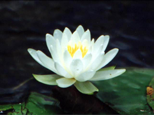 00CF08
