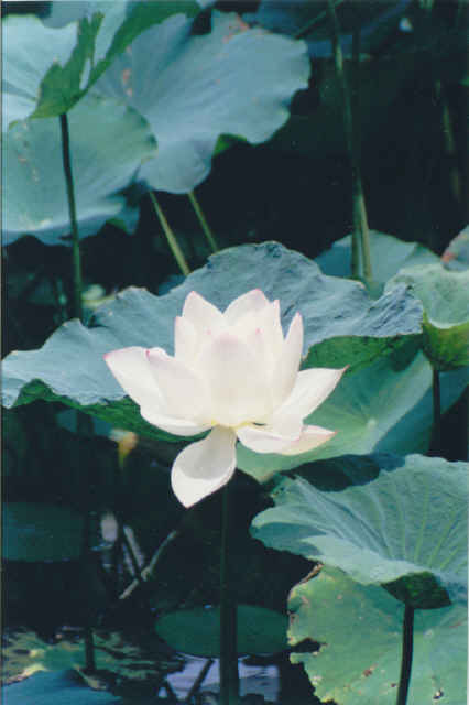 01CF01