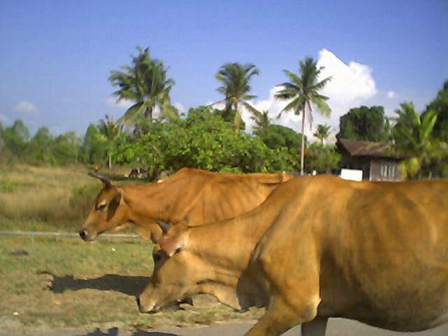 Kemaman