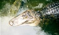 alligator pic
