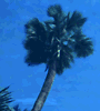 sabal palm pic