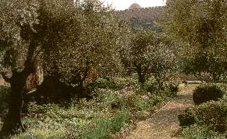 gethsemane -     