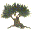 olive3.gif - 4838 Bytes