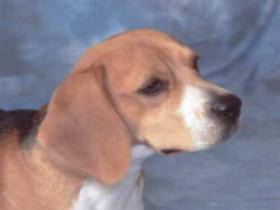 beagles dogs puppies for sale