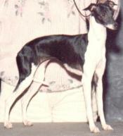 zannri beagles puppies dogs for sale