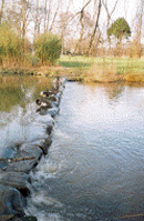 Ducks in the spring