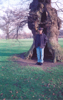 Old tree 