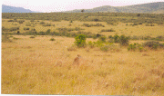 Spot the cheetah?