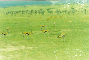 Gazzelle