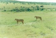 Lioness