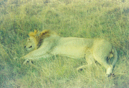 Lazy Lion