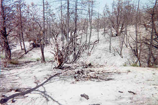 BURN AREA THRU DEEP CREEK 