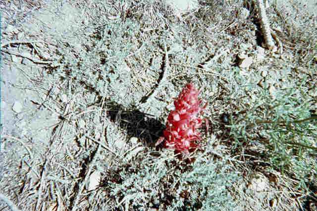SOME KIND OF FLOWER