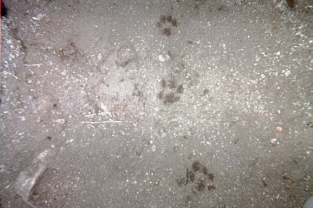 LION TRACKS BY ANSELL ROCK