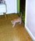 Baxter exploring his new home