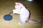 Baxter playing with his ball on a spring