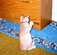 Back view of Baxter pouncing on his toy