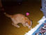Baxter being a tiger